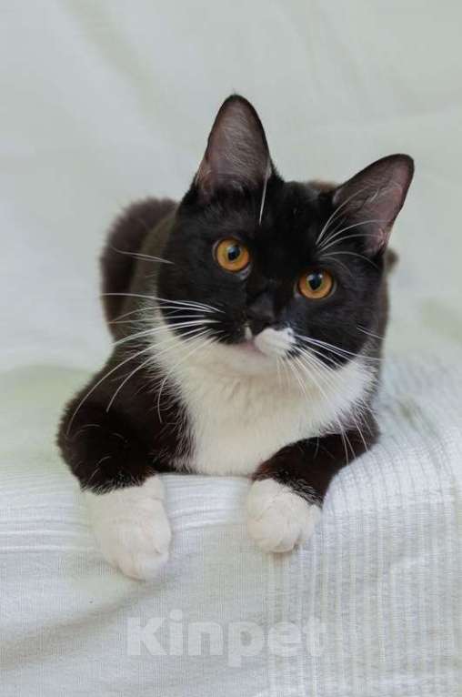 Кошки в Москве: Черно-белая изящная кошка Марси в добрые руки Девочка, Бесплатно - фото 2