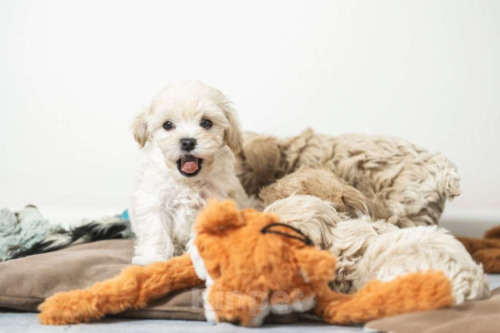 Собаки в Санкт-Петербурге: Брют Мальтипу ф1 Мальчик  Мальчик, 160 000 руб. - фото 4