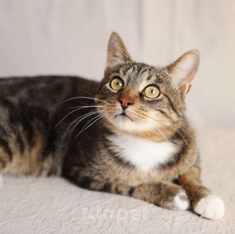 Кошки в Москве: Самый ласковый котик Колизей Мальчик, Бесплатно - фото 5