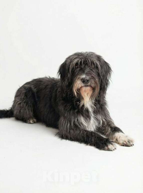 Собаки в Москве: Красотка Люси. Небольшая бородатая собачка в дар Девочка, Бесплатно - фото 1