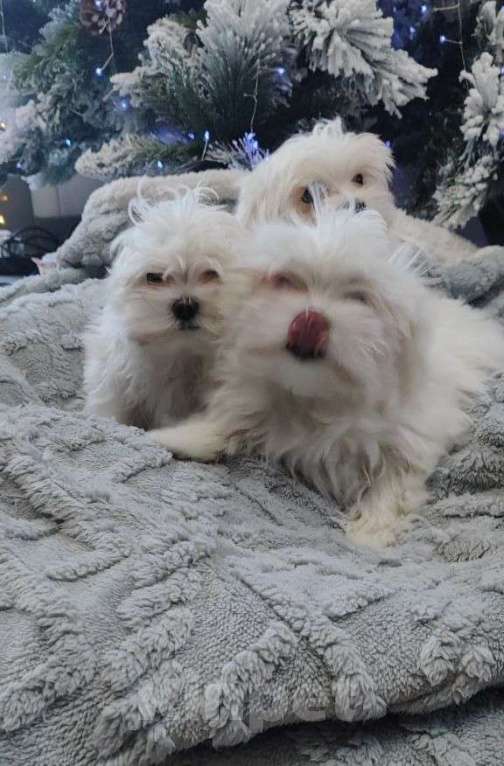 Собаки в Липецке: Мальтийская болонка, девочка Девочка, 55 000 руб. - фото 3