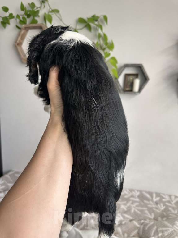 Собаки в Красногорске: Кавалер Кинг Чарльз Спаниель Девочка, 130 000 руб. - фото 4