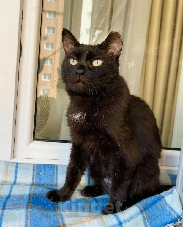 Кошки в Москве: Яркая личность кошечка Бавария в добрые руки Девочка, Бесплатно - фото 6