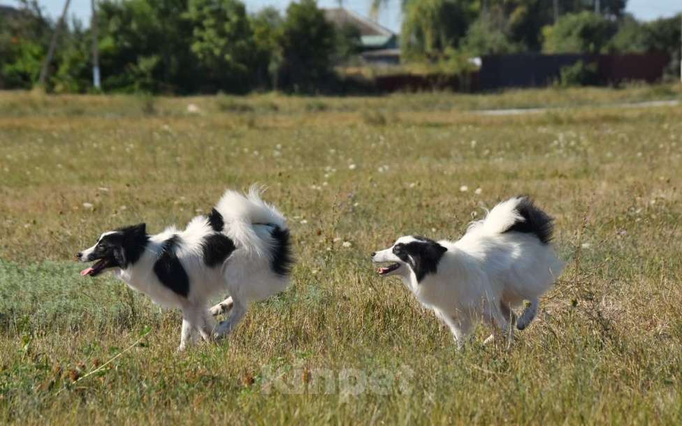 Собаки в Москве: Ненецкая оленегонная лайка. Сука Царица Томирис.  Девочка, 60 000 руб. - фото 10