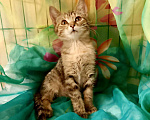 Кошки в Москве: Котёнок тигровый ( девочка) Девочка, Бесплатно - фото 2