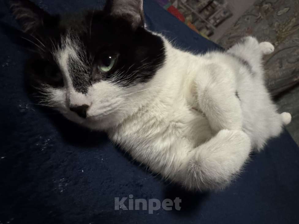 Кошки в Москве: Молодая кошечка ищет дом Девочка, Бесплатно - фото 1