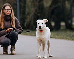 Собаки в Москве: Луночка ищет дом Девочка, 10 руб. - фото 4