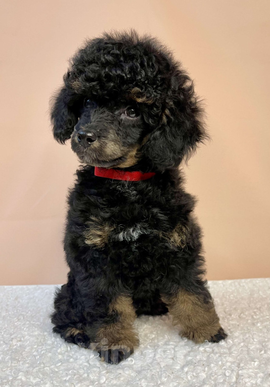 Собаки в Калуге: Пудель  Мальчик, 60 000 руб. - фото 1