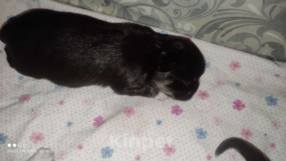 Собаки в Москве: Мальчики  Мальчик, 60 000 руб. - фото 2