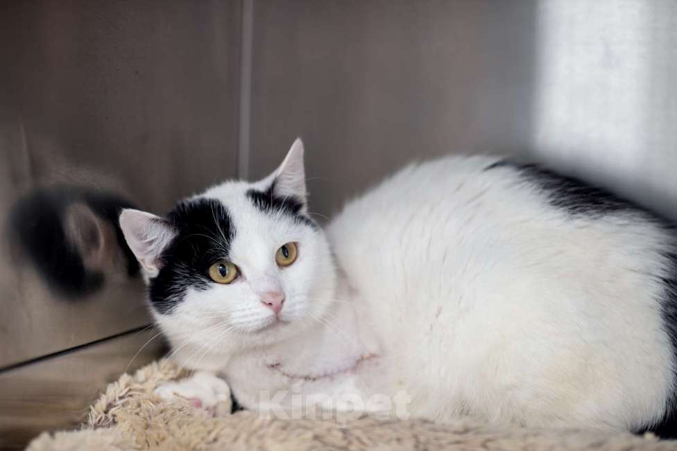 Кошки в Москве: Кузина Девочка, Бесплатно - фото 5