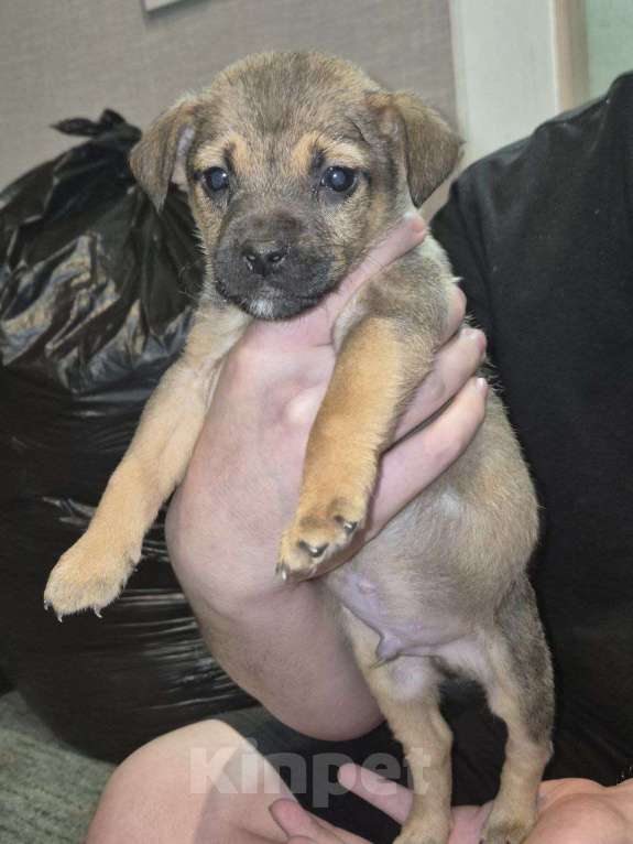 Собаки в других городах Краснодарского края: Щенки в добрые руки Мальчик, Бесплатно - фото 1