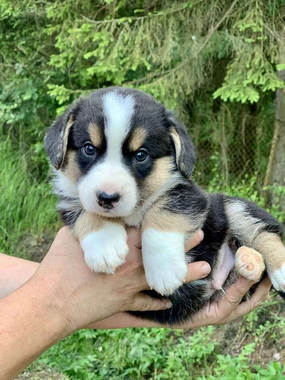 Собаки в Москве: Красивый триколорный мальчик с рыжими отметинами Мальчик, 50 000 руб. - фото 7