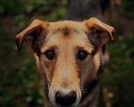 Собаки в Москве: Джой Мальчик, Бесплатно - фото 18