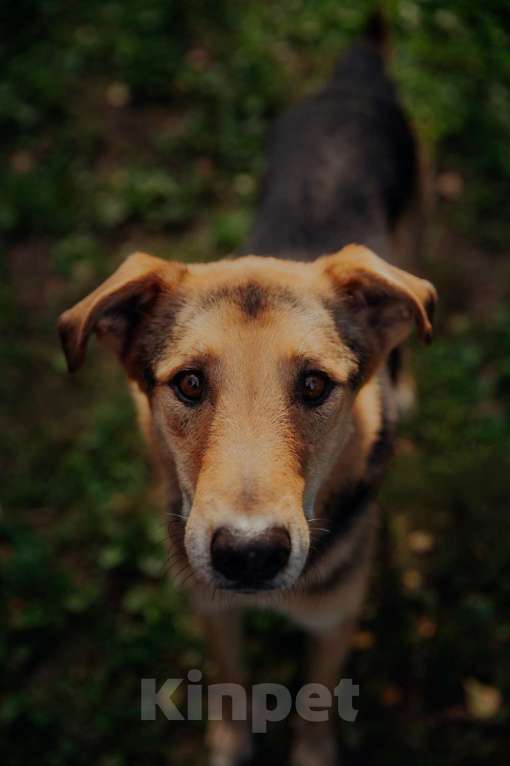 Собаки в Москве: Джой Мальчик, Бесплатно - фото 18