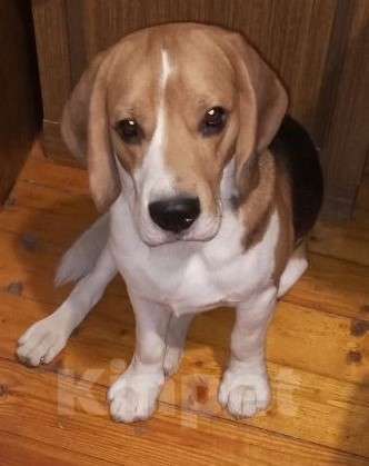 Собаки в Екатеринбурге: Бигль Мальчик, 60 000 руб. - фото 5