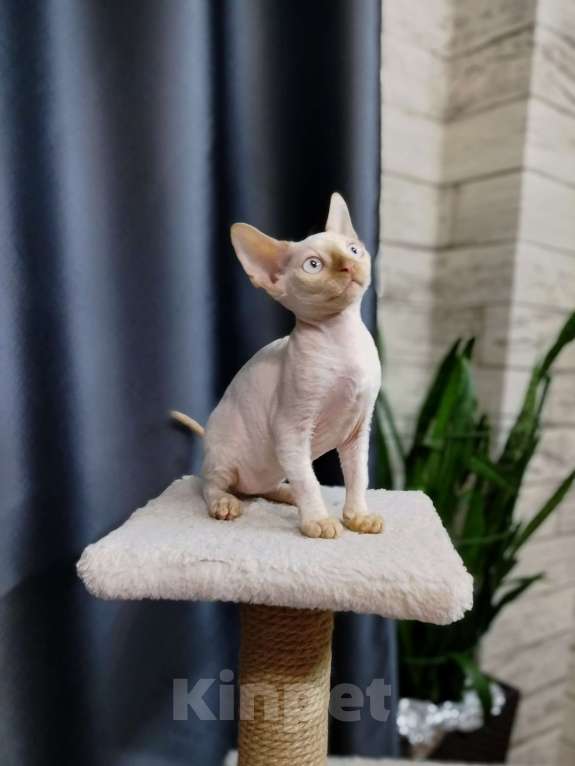 Кошки в Воронеже: Девон Рекс котёнок Мальчик, Бесплатно - фото 1