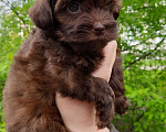 Собаки в Санкт-Петербурге: Мальчик, шоколадного окраса, родился 14.03.23, стандарт, документы от ав Мальчик, 60 000 руб. - фото 5