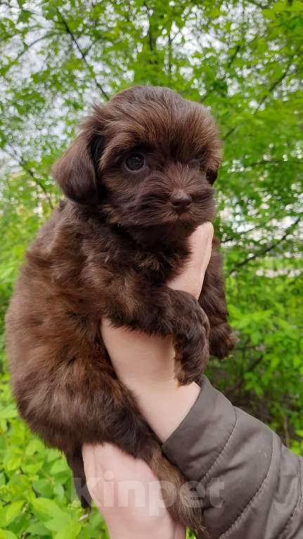 Собаки в Санкт-Петербурге: Мальчик, шоколадного окраса, родился 14.03.23, стандарт, документы от ав Мальчик, 60 000 руб. - фото 5
