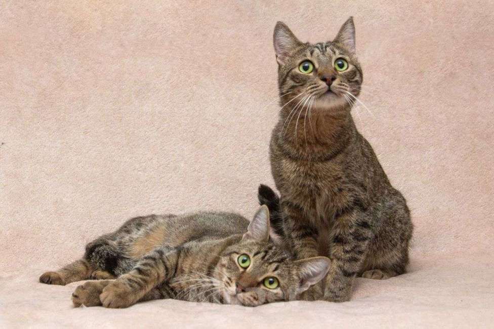 Кошки в Москве: Кай и Бантик ищут дом Мальчик, Бесплатно - фото 3