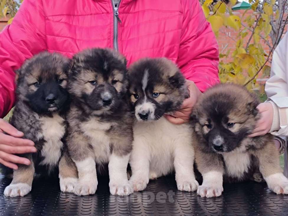 Собаки в Екатеринбурге: Хороший щенок сука Девочка, 40 000 руб. - фото 2