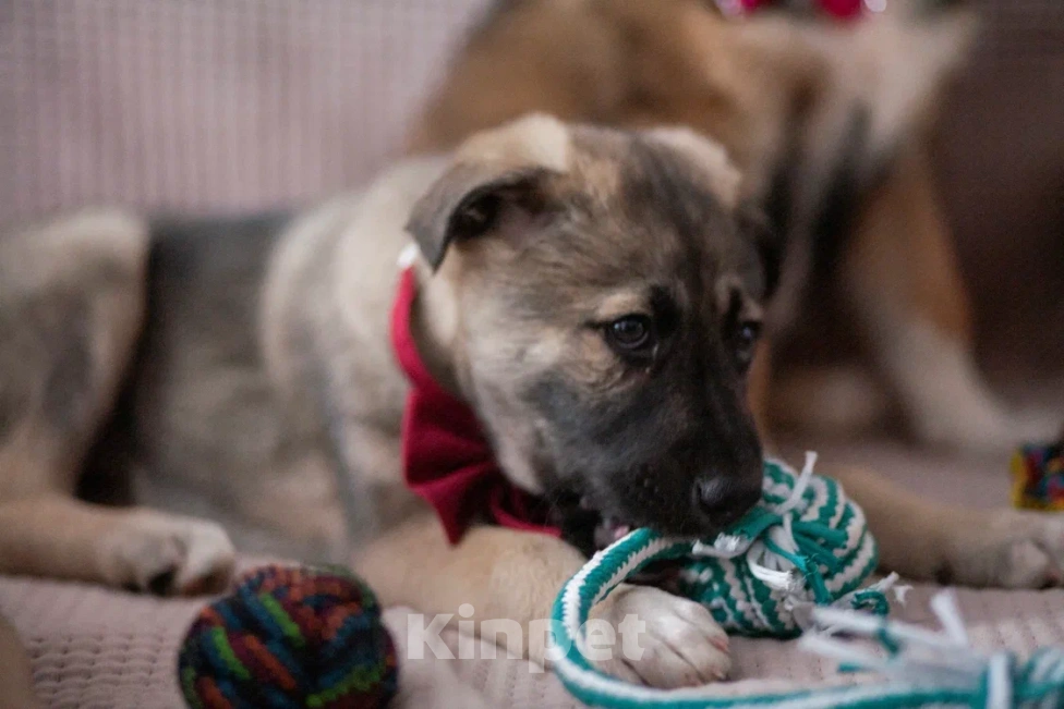 Собаки в Москве: Щенок в добрые руки Мальчик, Бесплатно - фото 2