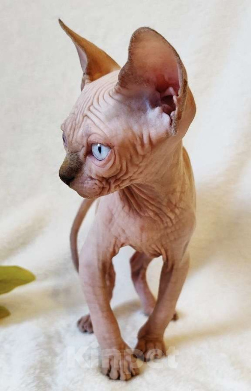 Кошки в Москве: Породный котёнок канадского сфинкса Мальчик, 40 000 руб. - фото 2