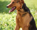 Собаки в Боровске: Ищу своего Человека Девочка, Бесплатно - фото 5