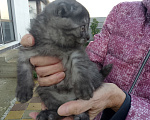 Кошки в других городах Краснодарского края: Котята шотландской вислоухой Мальчик, 3 000 руб. - фото 3