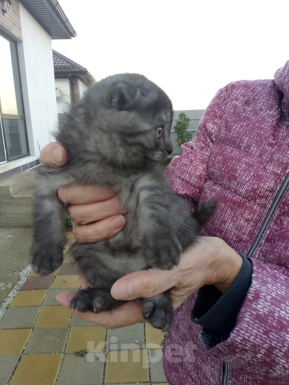 Кошки в других городах Краснодарского края: Котята шотландской вислоухой Мальчик, 3 000 руб. - фото 3