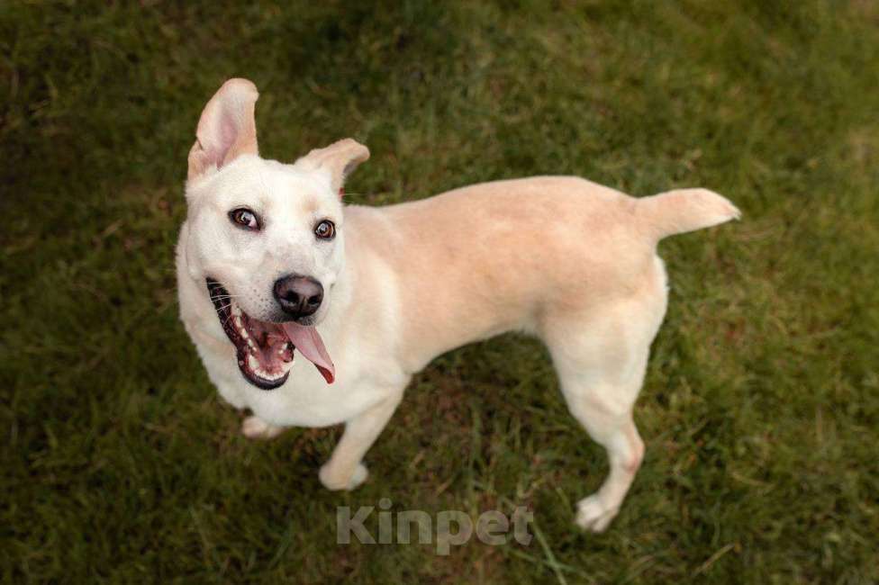 Собаки в других городах Московской области: Снежка так ждет семью! Девочка, Бесплатно - фото 2