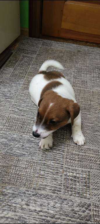 Собаки в Липецке: Щенки джек-рассел-терьер Мальчик, Бесплатно - фото 1