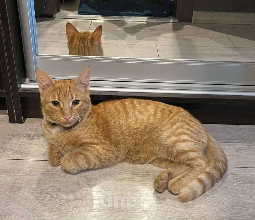 Кошки в Москве: Рыжий котёнок Мальчик, Бесплатно - фото 6