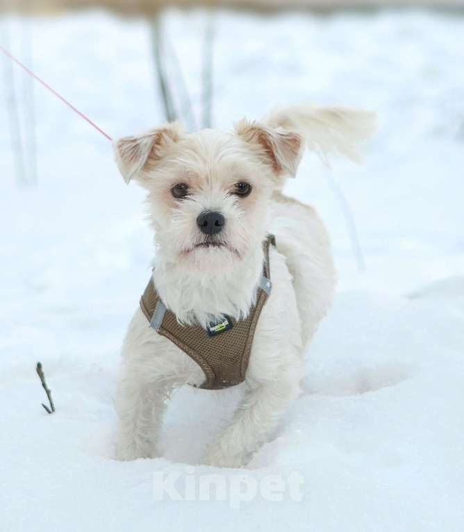 Собаки в Санкт-Петербурге: Миниатюрный малыш Бо в добрые руки Мальчик, Бесплатно - фото 4