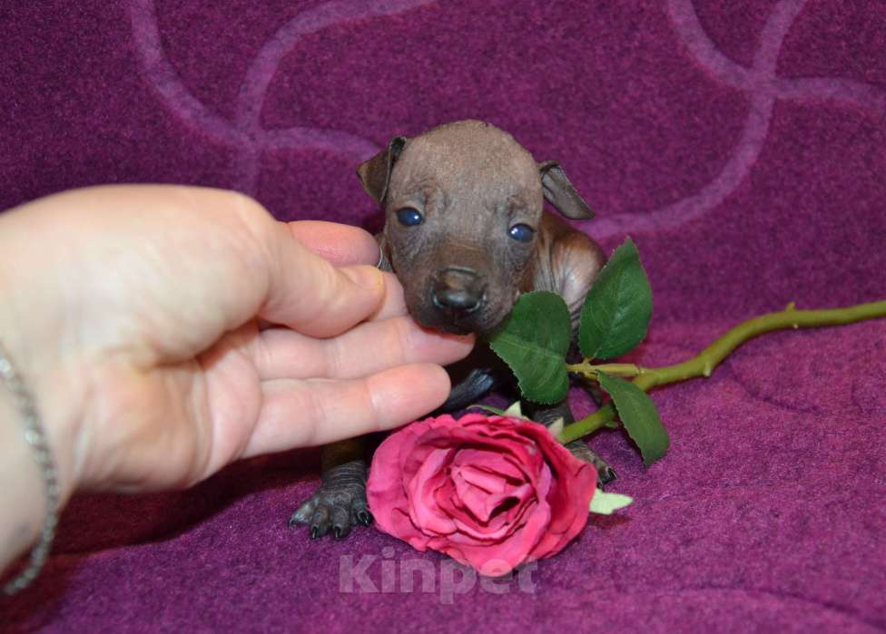 Собаки в Москве: Щенки ксолоитцкуинтли миниатюра Девочка, Бесплатно - фото 4