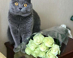 Кошки в Москве: Котик на вязку Мальчик, 1 500 руб. - фото 3