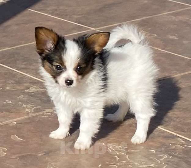 Собаки в Ярославле: Щенки( мальчики) Мальчик, Бесплатно - фото 2