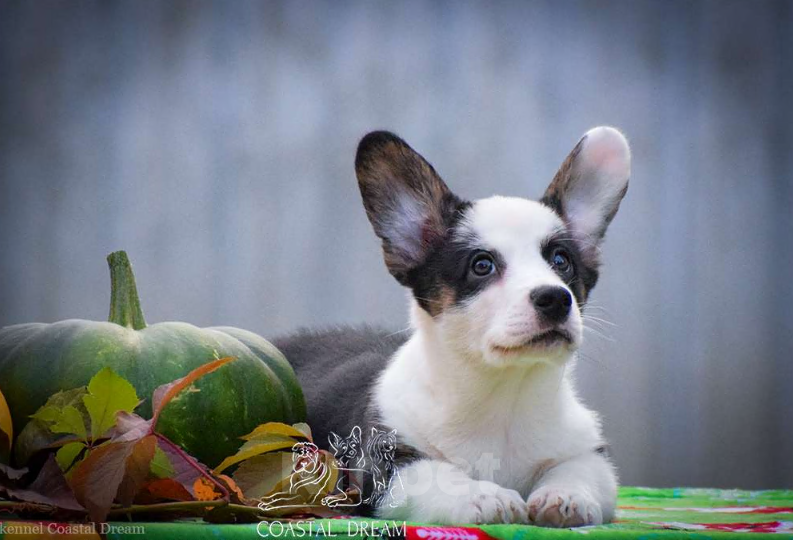 Собаки в Москве: Вельш корги кардиган (мальчик) Мальчик, 50 000 руб. - фото 4