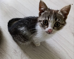 Кошки в Краснодаре: Котенок в добрые руки Девочка, Бесплатно - фото 6