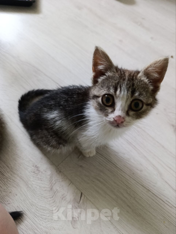 Кошки в Краснодаре: Котенок в добрые руки Девочка, Бесплатно - фото 6