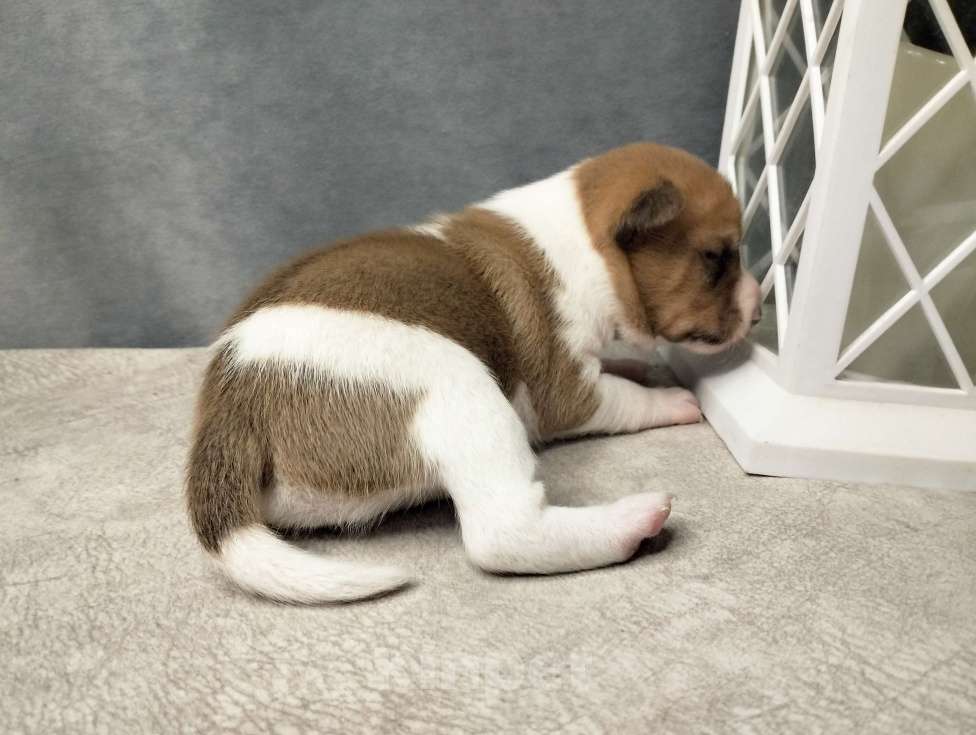 Собаки в Москве: Щенок басенджи рыже белый Мальчик, 50 000 руб. - фото 5