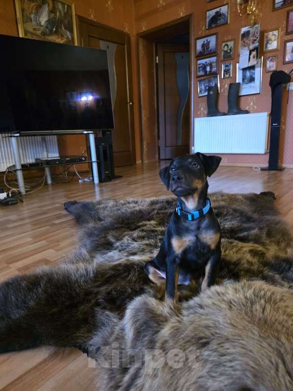 Собаки в Приозерске: Мальчик Мальчик, 20 руб. - фото 2