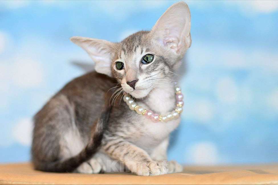 Кошки в Москве: Голубая девочка Девочка, 50 000 руб. - фото 2