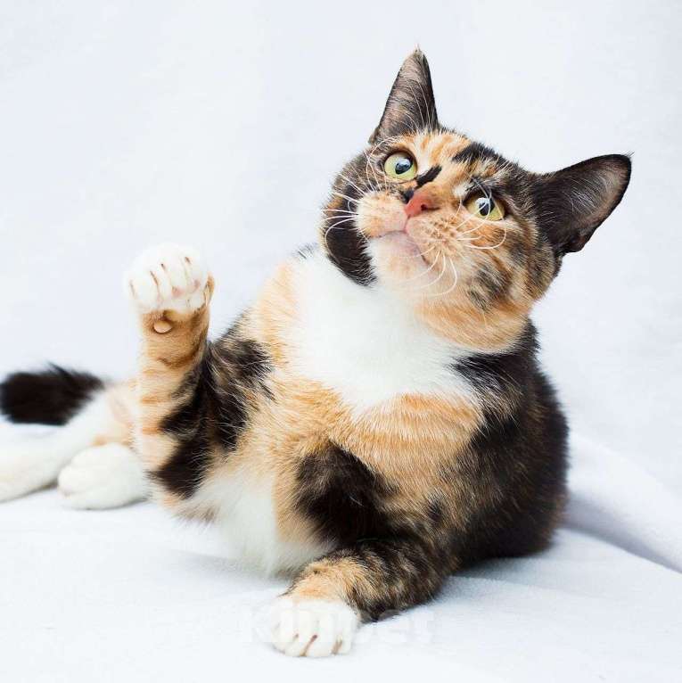 Кошки в Москве: Трехцветную кошечку кто-то выкинул в лес 🆘️ Срочный поиск дома Девочка, Бесплатно - фото 4