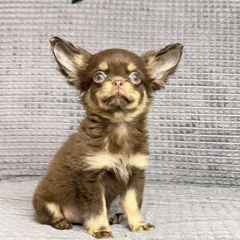 Собаки в Москве: Щенки чихуахуа Девочка, Бесплатно - фото 4