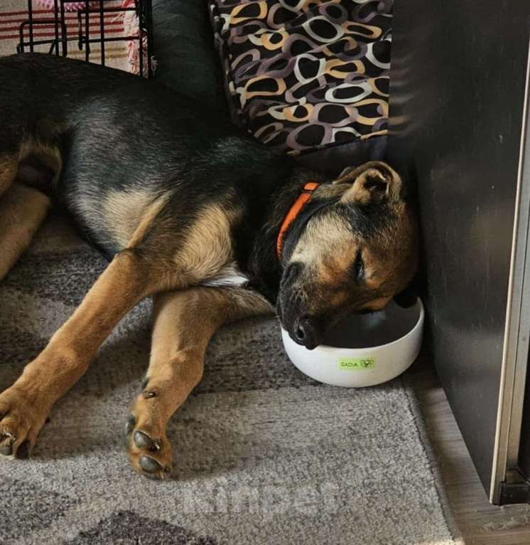 Собаки в Москве: Акио - ласковый малыш в поисках дома Мальчик, Бесплатно - фото 2