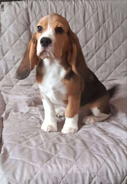 Собаки в Ангарске: Продажа Девочка, 40 000 руб. - фото 3