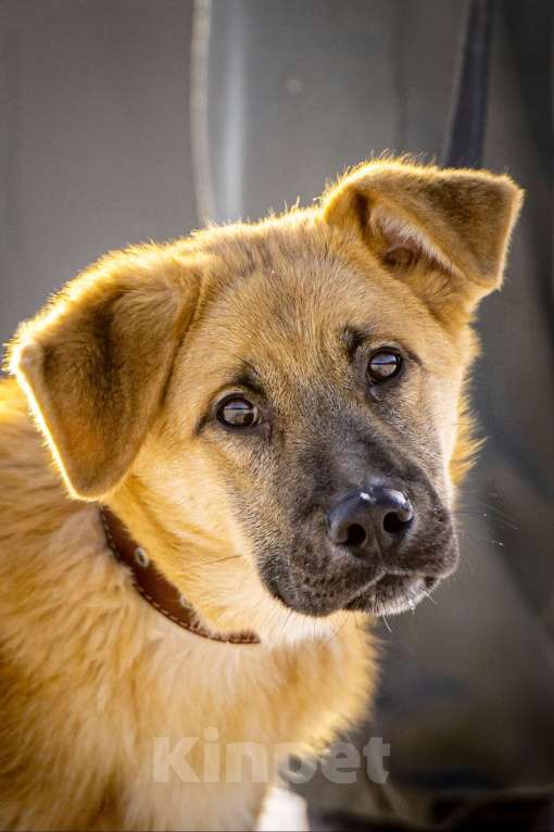 Собаки в Клине: Реджи — шаловливый пёсик Мальчик, Бесплатно - фото 3