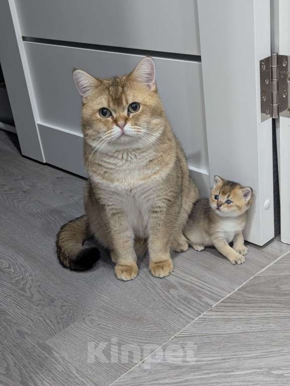 Кошки в Подольске: ВЯЗКА Мальчик, 5 000 руб. - фото 2