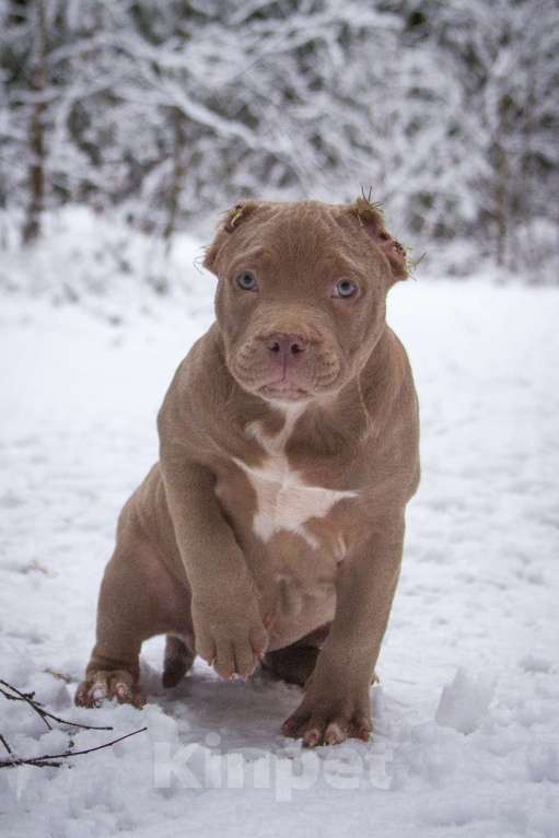 Собаки в других городах Московской области: Американский Булли стандарт Мальчик, 130 000 руб. - фото 5