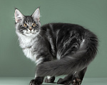 Кошки в Видном: Котенок мейн-кун - настоящее чудо с кисточками! Мальчик, 50 000 руб. - фото 10
